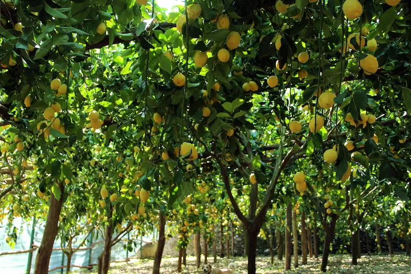 LEMON-TOUR-LONGOBARDI-TRAVEL